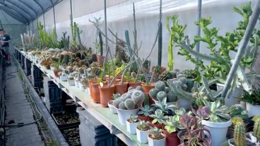 Khlong Lat Mayom Yüzen Pazarı 'ndaki bir kaktüs serasının huzurlu bir yürüyüşü, doğal ışıklandırma altında çeşitli lezzetler sergiliyor.