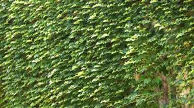 Fransa 'nın duvarını saran yemyeşil sarmaşık