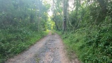 Bereketli yağmur ormanlarının arasında huzurlu bir yürüyüş.