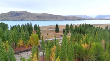 Havadan çekilen görüntüler Tekapo Gölü 'nün sakin manzarasını, verimli çam ormanlarını ve yumuşak gün ışığı altında sakin suları yansıtıyor.