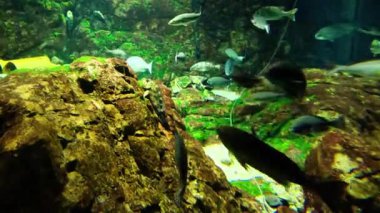 Canlı bir akvaryumda yüzen su canlıları.