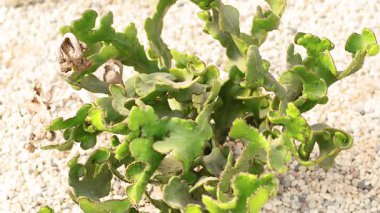 Bangkok 'un yüzen pazarında kaktüs gözlendi