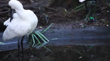 Kaşık faturası su kenarında tüyleri kabartma