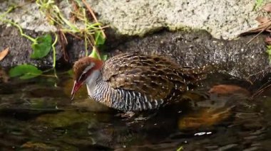 Lewin 'in Demiryolu Kuşu bir su kaynağından su içiyor.
