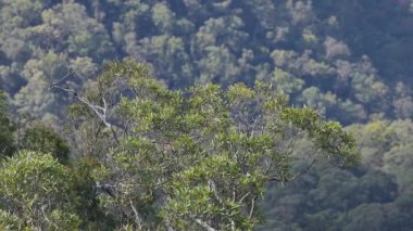 Rüzgarda sallanan okaliptüs ağaçları