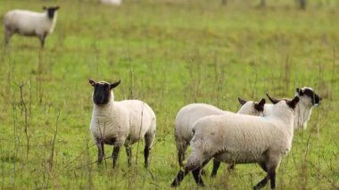 Clun Ormanı koyunları, Yeni Zelanda 'daki Tekapo Gölü' nün yumuşak güpegündüz yemyeşil bir tarlasında huzur içinde otlar.