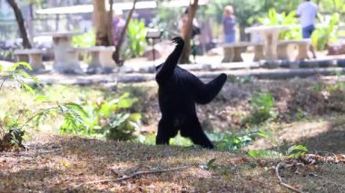 Gibbon doğal bir ortamda neşeyle dans eder.
