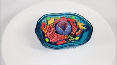 Protein hücresi modelinin canlandırılmış dönüşü