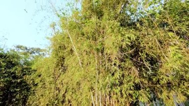 Bambu rüzgarda hafifçe sallanıyor.