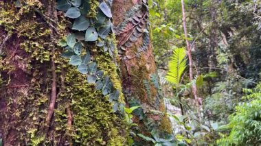 Canlı yeşil yaprakları ve ağaç gövdeleri üzerinde epifitleri olan yoğun yağmur ormanları, gün ışığında yakalanır.