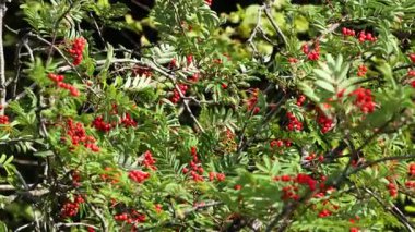 Kırmızı böğürtlenli Rowan ağacının yakın çekimi