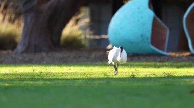 Ibis büyük heykelin yanında çimenlerde yürüyor.