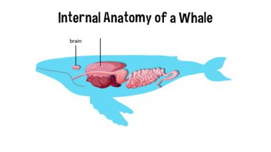 Bir balinanın iç organlarının detaylı görselleştirilmesi