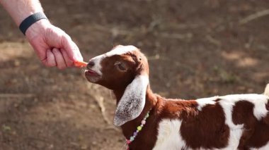 Genç bir keçiyi elle beslemek..