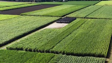 İnsansız hava aracı Murwillumbah 'ta açık gökyüzünün altında geniş şeker kamışı tarlaları yakalıyor, yemyeşil ve tarımsal desenler sergiliyor.