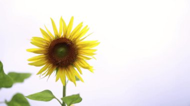 Zamanla açan bir ayçiçeği