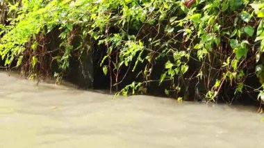 Kirli su çimento kanalı boyunca akıyor yemyeşil bitki örtüsüyle