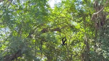 Gibbon yemyeşil ağaçların arasında sallanıyor.