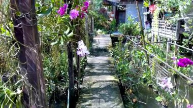 Sakin bir ortamda orkideler ve yeşillik