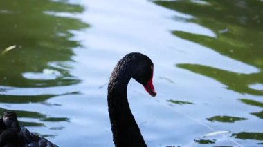 Siyah kuğu gölette yüzüyor ve güzelleşiyor.