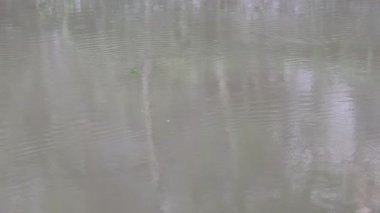 Sıralı yağmur damlaları durgun bir su yüzeyine çarpıyor