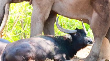 Chonburi hayvanat bahçesinde filin altında dinlenen bufalo.
