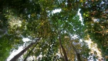 Ağaçlara ve yapraklara bakıyorum.