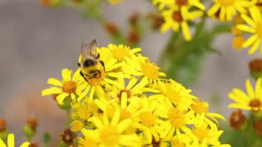 Sarı çiçeklerden nektar toplayan bir arı.