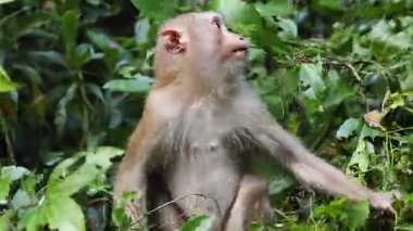 Bir maymun yemyeşil ile etkileşime girer, muhtemelen yemek yer..