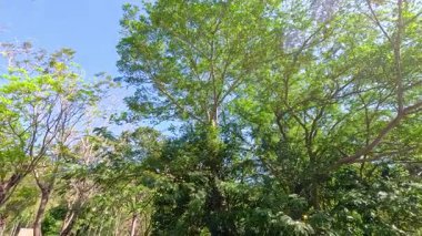 Bereketli yeşilliklerle dolu sakin bir orman ve parlak gün ışığında göletin yanında boyalı bir leylek.