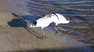 Ibis ve martı su kenarında etkileşim halindeler.