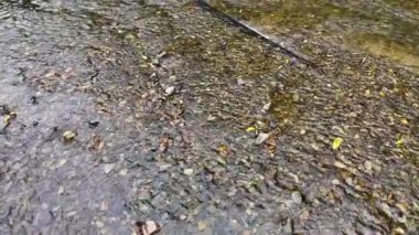 Sakin bir nehir çakıl taşlarının üzerinden akar, doğal ışıkla yakalanır, tropikal bir ortamda hafif su hareketleri sergiler.