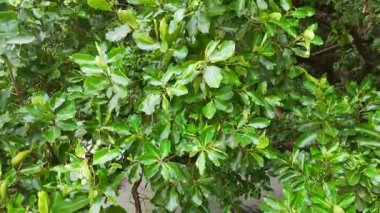 Yoğun tropikal bir ormanda canlı yeşil mangrov yapraklarının havadan çekilmiş görüntüleri, yukarı doğru yumuşak bir dron hareketiyle çekildi.