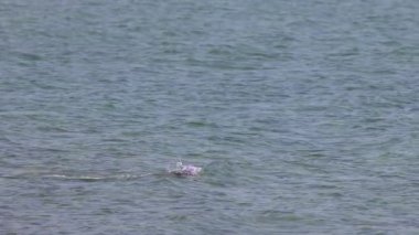 Dromana 'da okyanusta yüzen bir sporcu