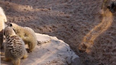 İki mirket şakacı etkileşim içindeler.