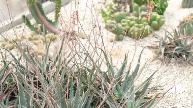 Bir sera ortamında kaktüs ve sulular