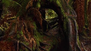 Yağmur ormanlarında yosun kaplı ağaçlar