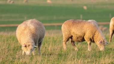 Yeşil bir tarlada ot yiyen koyunlar