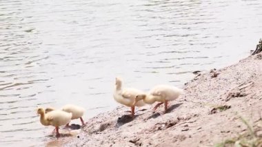 Bir grup ördek göl kenarında yürüyor ve yüzüyor.
