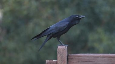Tahta bir çit direğinde öten karga.