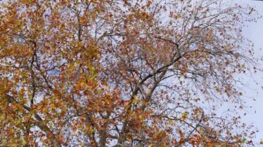 Melbourne 'da sonbahar ağacının yanından geçen otobüs.