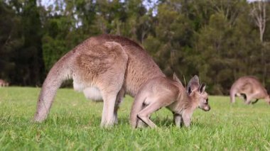 Kangurular çimenlik bir alanda etkileşime girip otluyorlar.