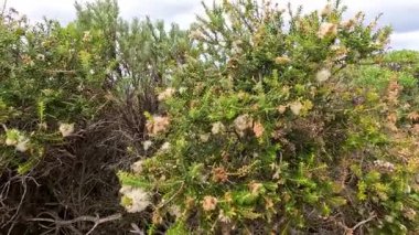 Doğal gün ışığı altında Bellingen, NSW 'deki yerli Avustralya bitkilerinin sakin bir görüntüsü. Kamera yemyeşil ve karmaşık detayları yakalar.