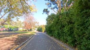 Melbourne Hayvanat Bahçesi 'nin yapraklı patikasında huzurlu bir yürüyüş