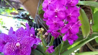 Bangkok pazarında mor orkideler