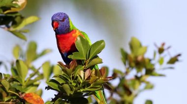 Renkli lori yapraklı bir dala tünemiş.