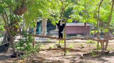 Gibbon zarif bir şekilde hayvanat bahçesindeki ağaçların arasında sallanıyor.