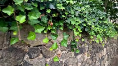 Taş duvarda büyüyen sarmaşık
