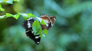 Yapraklı bir dalda etkileşen iki kelebek.