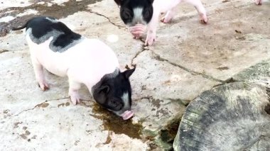 Mini domuzlar hayvanat bahçesini keşfedip etkileşime geçiyorlar.